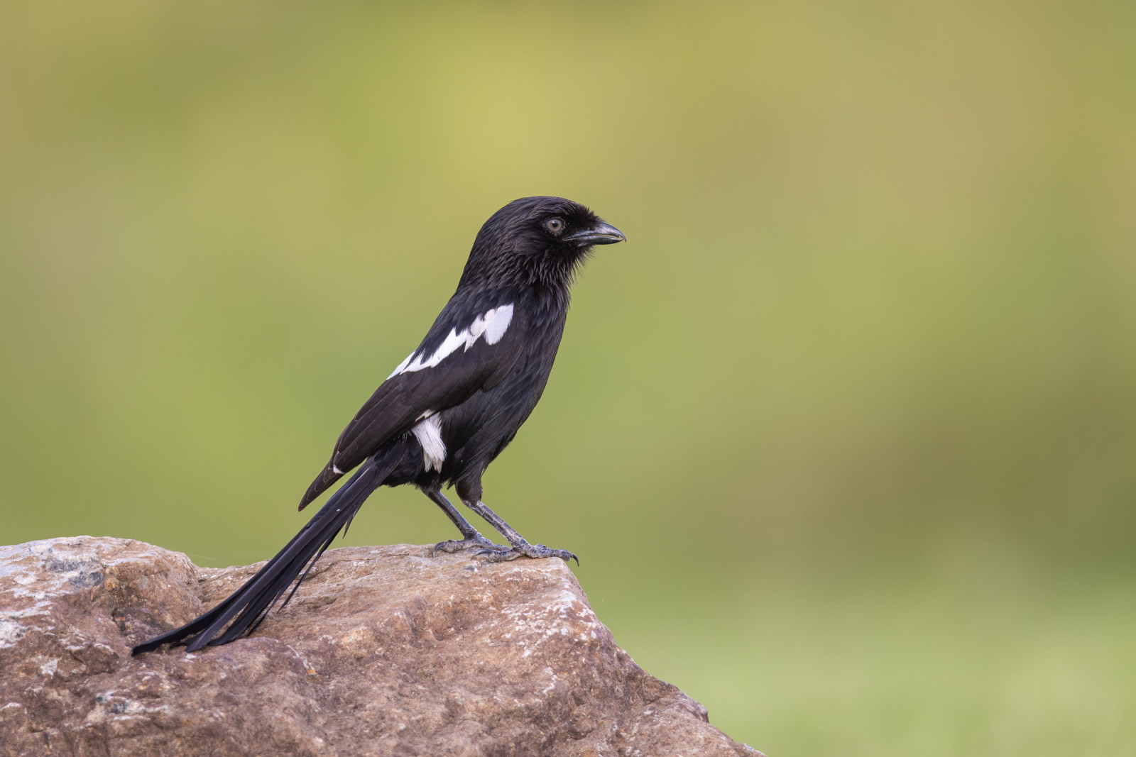 image Magpie Shrike